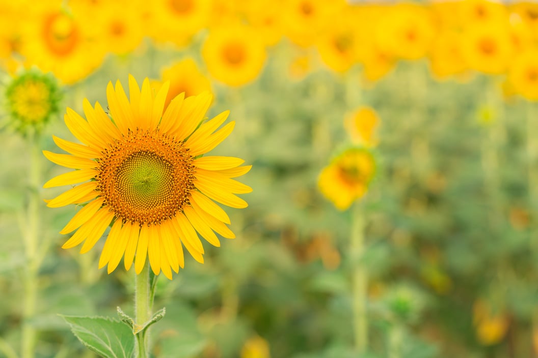 Sun flower the sign of hope for your success background.